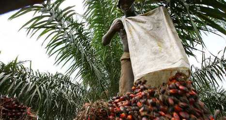 L’Afrique se prépare au boom de l’huile de palme | Condiments et sauces | Scoop.it