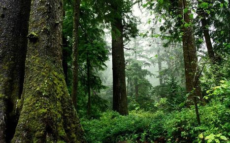 Evaporation: Closing the Gap between Forest and Urban Water Flows | Biomimicry | Scoop.it