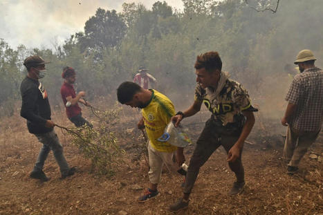 « Un traumatisme pour la population » : en ALGERIE, l’été fait resurgir la peur des feux de forêt de l’été dernier | CIHEAM Press Review | Scoop.it