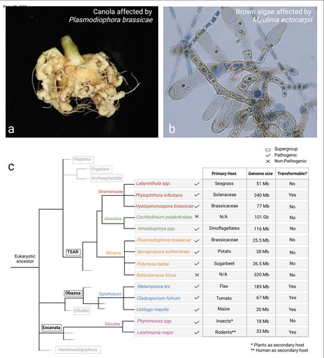 Review in MPMI • Pérez-López Lab 2024 • Decoding the Arsenal: Protist Effectors and Their Impact on Photosynthetic Hosts  | Reviews | Scoop.it