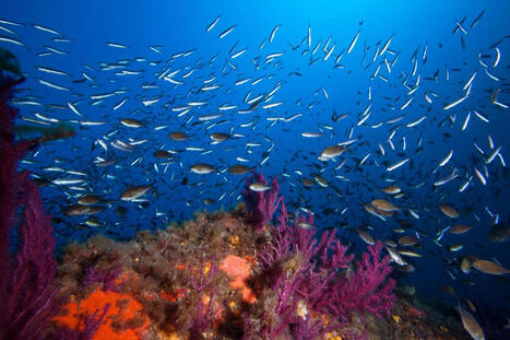 La Méditerranée contient de moins en moins de virus, et ce n'est pas une bonne nouvelle ! Futura Sciences | Biodiversité | Scoop.it