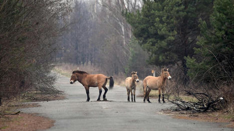 Une espèce de cheval presque éteinte renaît à Tchernobyl | Histoires Naturelles | Scoop.it