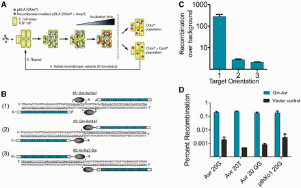 TALERs - Chimeric TALE recombinases with programmable DNA sequence specificity - Nucleic Acids Res. | TAL effector science | Scoop.it