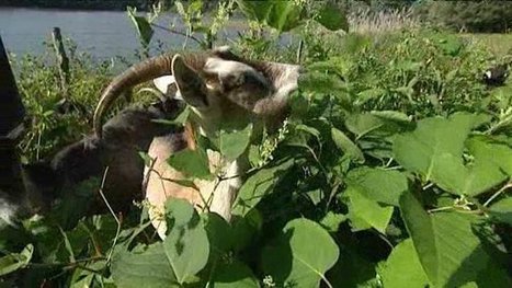 Dans le Puy-de-Dôme, les chèvres maintiennent la biodiversité - France 3 Auvergne | Biodiversité | Scoop.it