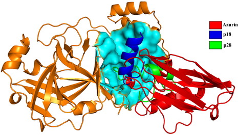 Potential of Azurin as an Anti-SARS-CoV-2 Agent Unveiled by Molecular Simulation | iBB | Scoop.it