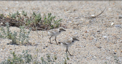 Surveillance du gravelot &agrave; collier interrompu et de la sterne naine -&nbsp;Bilan du suivi de deux esp&egrave;ces prot&eacute;g&eacute;es - Parc naturel marin Golfe du Lion | Biodiversit&eacute; | Scoop.it