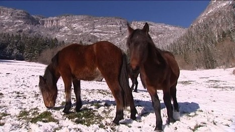 Connaissez-vous le cheval du Vercors de Barraquand ? - France 3 Rh&ocirc;ne-Alpes | Cheval et Nature | Scoop.it