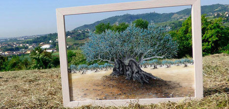 El Consejo Ejecutivo de la Unesco aprueba una resolución para declarar el 26 de noviembre Día Internacional del Olivo | OLIVE NEWS | Scoop.it