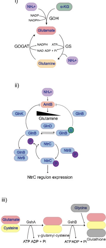 Pleiotropic functions of glutathione in the adaptive response to long-term nitrogen starvation in Escherichia coli | brvm | RMH | Scoop.it