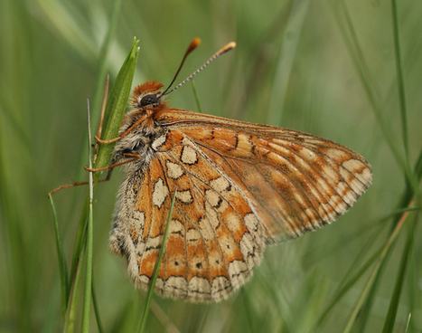 Suivi Temporel des Rhopalocères* de France : Appel à volontaires | Variétés entomologiques | Scoop.it