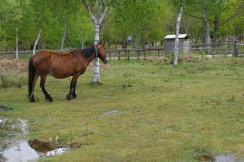 Localizan en el entorno del lago de Castiñeiras más caballos con ... - Faro de Vigo | Caballo, Caballos | Scoop.it