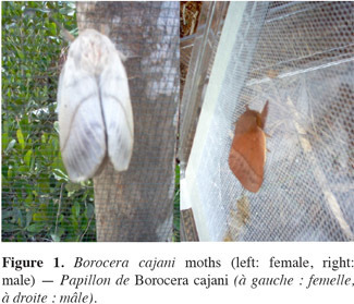 [2012] Influence de la plante hôte sur les stades de développement de Borocera cajani (Lepidoptera: Lasiocampidae) | Insect Archive | Scoop.it