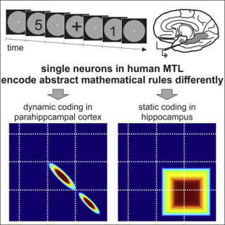 "Math neurons" identified in the human brain | Amazing Science | Scoop.it