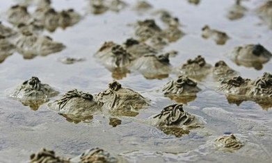 Mounting microplastic pollution harms 'earthworms of the sea' – report | Sandy Beach Ecology & Management | Scoop.it