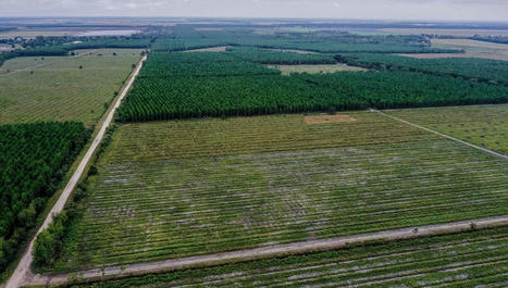 Saucats&nbsp;: le projet Horiz&eacute;o pourrait &ecirc;tre le premier et le dernier parc solaire g&eacute;ant en France - France Bleu | Les &eacute;co-activit&eacute;s en Gironde | Scoop.it