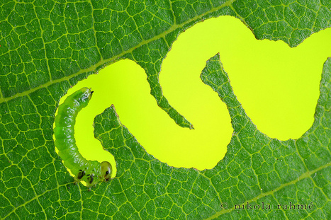 Flickr: Aproceros leucopoda - East Asian elm sawfly | Plants and Microbes | Scoop.it