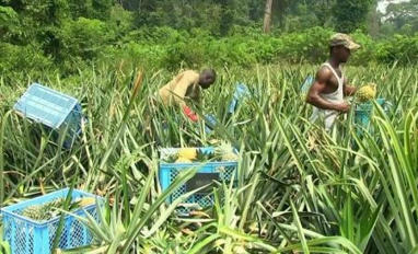 Bénin : la Banque mondiale octroie un prêt de 150 millions $ au profit du secteur agricole | Questions de développement ... | Scoop.it