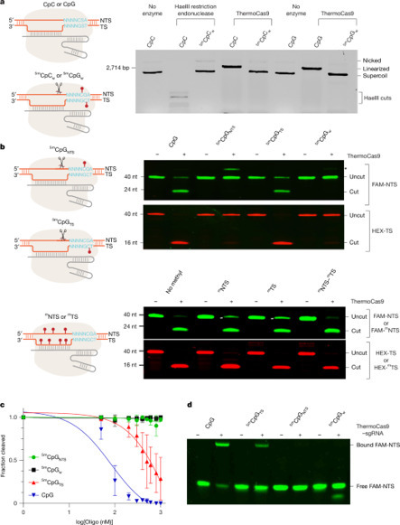 Molecular basis for methylation-sensitive editing by Cas9 | nat | RMH | Scoop.it