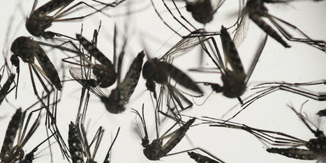 Première naissance d’un bébé atteint d’une microcéphalie liée au virus Zika en Europe | Toxique, soyons vigilant ! | Scoop.it