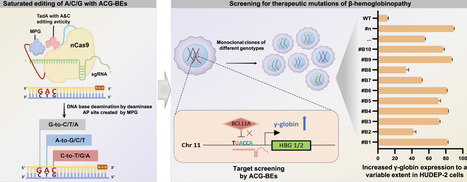 Triple base editor catalyzes saturation mutation of adenine, cytidine, and guanine | nar | RMH | Scoop.it