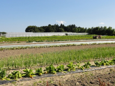 Agriculture bio : les ambitions d&eacute;cupl&eacute;es des&nbsp;collectivit&eacute;s | Veille juridique du CDG13 | Scoop.it