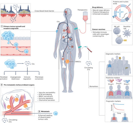 Clinical relevance of extracellular vesicles in cancer &mdash; therapeutic and diagnostic potential | Nature Reviews Clinical Oncology | from Flow Cytometry to Cytomics | Scoop.it