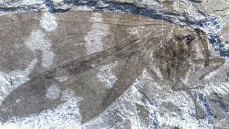 De rares fossiles d’insectes découverts à Cache Creek | EntomoNews | Scoop.it