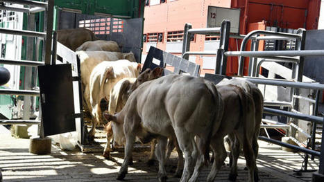 Un bovin sur deux est abattu &agrave; moins d&rsquo;une heure et demie de la ferme | Actualit&eacute; B&eacute;tail | Scoop.it