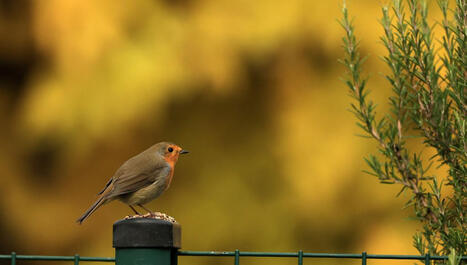 La pollution sonore perturbe le chant et la reproduction des oiseaux, selon une vaste &eacute;tude am&eacute;ricaine - France Inter | Biodiversit&eacute; | Scoop.it