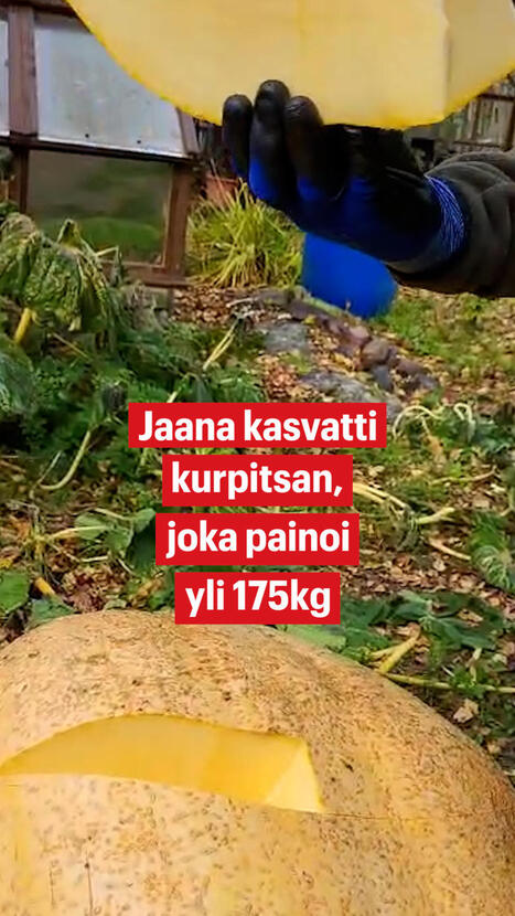 Näin suureksi jättikurpitsa voi kasvaa | 1Uutiset - Lukemisen tähden | Scoop.it