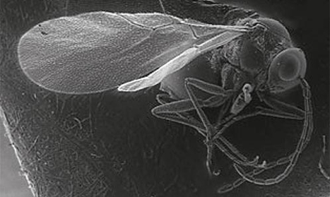Faune des hyménoptères Charipinae du Mercantour : trois nouvelles espèces | EntomoNews | Scoop.it
