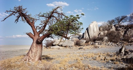 The Mysterious Life (and Death) of Africa&rsquo;s Oldest Trees | Culture, Civilization, Societal Institutions (Mod 1) | Scoop.it