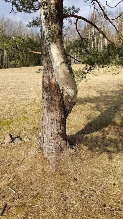 Kaksi puuta kietoutui toisiinsa kuin rakastavaiset keskell&auml; helsinkil&auml;ist&auml; peltoa &ndash; Todellisuudessa k&auml;ynniss&auml; on s&auml;&auml;lim&auml;t&ouml;n kamppailu elintilasta - Helsinki | HS.fi | 1Uutiset - Lukemisen t&auml;hden | Scoop.it