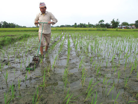 NEPAL SRI Network | SRI Global News-- January-April, 2026 -- System of Rice Intensification (SRI) | Scoop.it