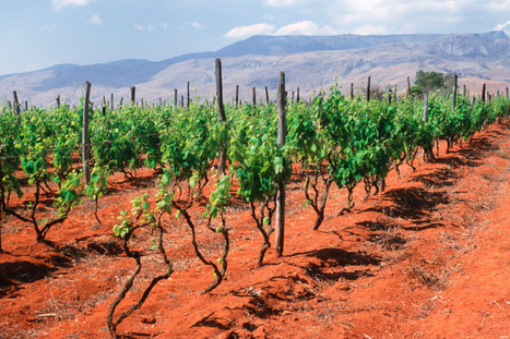 Comment le réchauffement climatique menace nos vignobles | News from the world - nouvelles du monde | Scoop.it