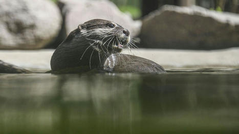 Environ 20% des espèces sont menacées en France, la situation se dégrade | Histoires Naturelles | Scoop.it