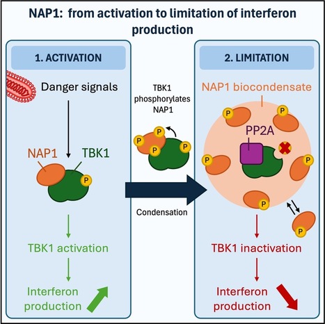 Regulation of the interferon induction pathway by formation of biocondensates that sequester and deactivate the kinase TBK1 | I2BC Paris-Saclay | Scoop.it
