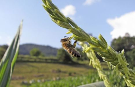Le r&egrave;glement sur les pesticides de l&rsquo;Ontario est modifi&eacute; pour prot&eacute;ger les pollinisateurs | EntomoNews | Scoop.it