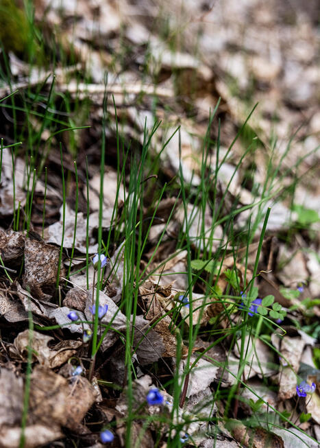 Vilda v&auml;xter att plocka i april och maj | 1Uutiset - Lukemisen t&auml;hden | Scoop.it