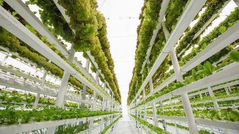Vertical farming, micro-algae and bio-reactors — the new frontier of sustainable food - ABC News (Australian Broadcasting Corporation) | Stage 5 Sustainable Biomes | Scoop.it