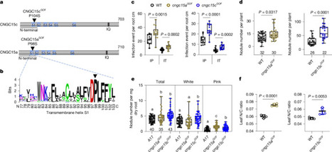 Nature: Autoactive CNGC15 enhances root endosymbiosis in legume and wheat (2025) | Publications from The Sainsbury Laboratory | Scoop.it