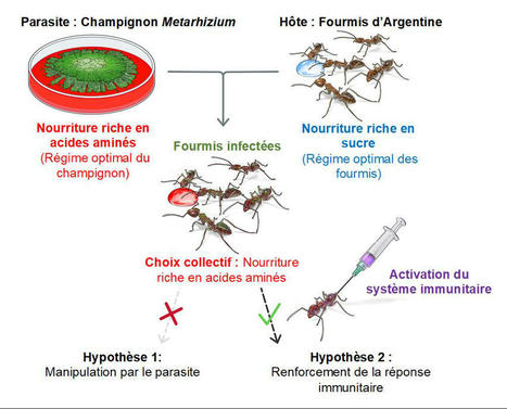 Autom&eacute;dication collective chez les fourmis | EntomoNews | Scoop.it