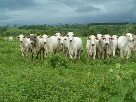 Les exportations sud-américaines de viande bovine battent encore des records | Actualité Bétail | Scoop.it