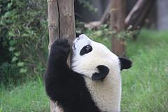 Reports Of Improvements After Google Panda/Farmer Update | Google Penalty World | Scoop.it