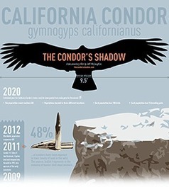 The Condor's Shadow: A Documentary Film on the California Condor | Coastal Restoration | Scoop.it