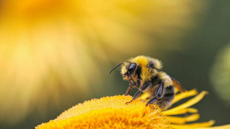 Moins de papillons et d’abeilles : une étude pointe l’agriculture intensive – EURACTIV.fr | Histoires Naturelles | Scoop.it