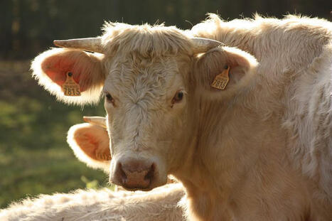 Am&eacute;liorer le bien-&ecirc;tre des animaux d&rsquo;&eacute;levage est-il toujours b&eacute;n&eacute;fique pour l&rsquo;environnement ? | Elevage et environnement | Scoop.it