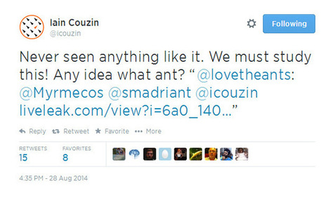 Did LiveLeak Just Leak An Unknown Ant Behavior? | Rainforest CLASSROOM | Scoop.it