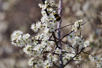 Flore de Camargue: Prunus spinosa, Prunellier sauvage | Camargue Nature | Scoop.it