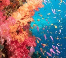 Digital Library - Cool Australia | Primary geography | Scoop.it